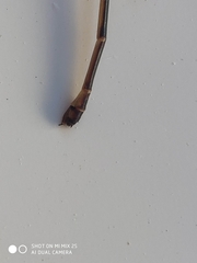 Metaleptobasis bovilla