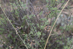 Ocimum burchellianum