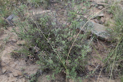 Ocimum burchellianum
