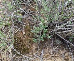 Curio radicans