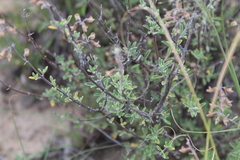 Ocimum burchellianum