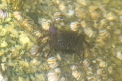 Metopograpsus