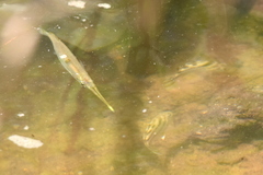 Zenarchopterus buffonis