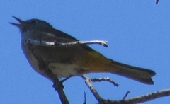 Leiothlypis crissalis