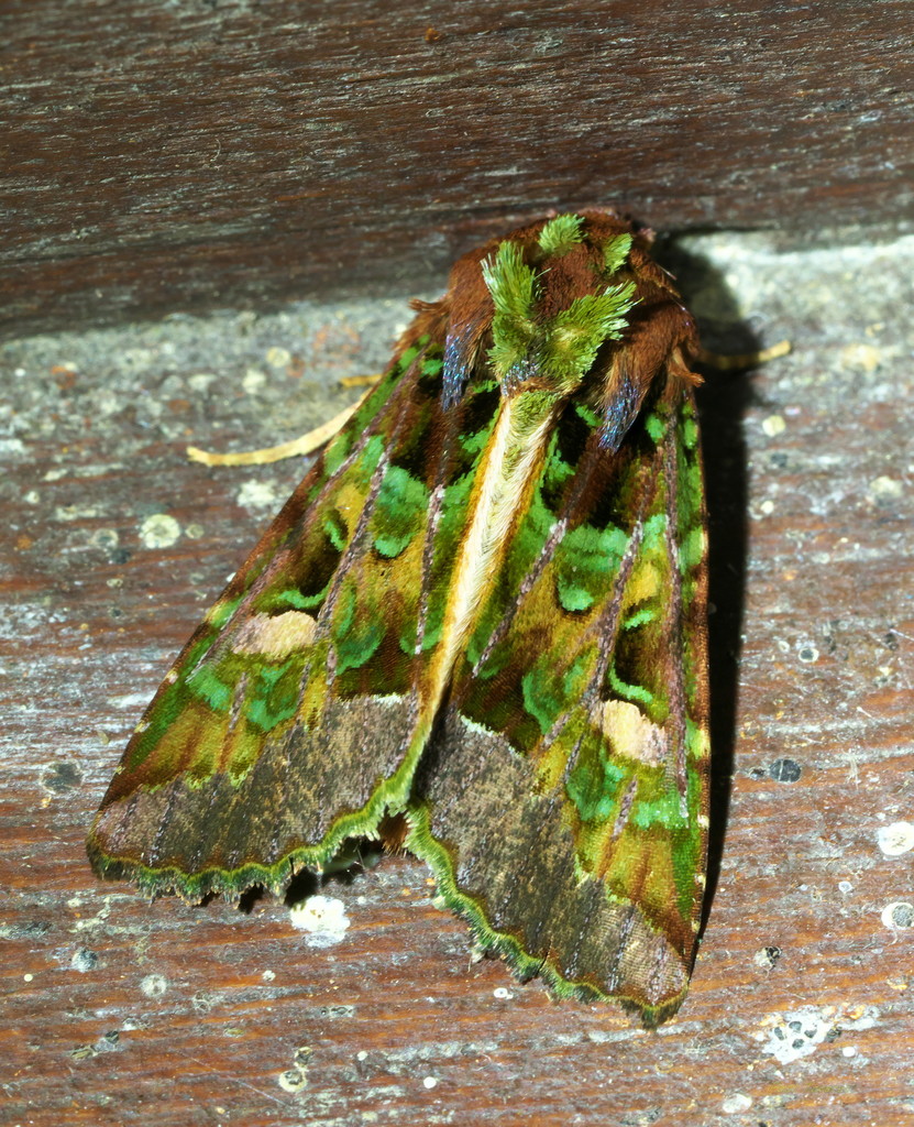 Heterochroma rollia