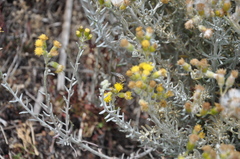 Senecio patagonicus