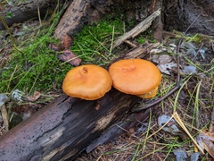 Gymnopilus liquiritiae