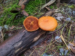Gymnopilus liquiritiae