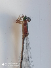 Metaleptobasis bovilla