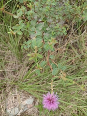 Mimosa australis