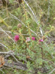 Mimosa australis