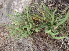 Cheilanthes micropteris
