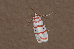 Cyana hamata