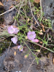Agalinis linarioides