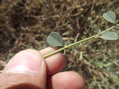 Taverniera cuneifolia