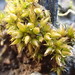 Cuspidate Earth Moss - Photo (c) martina_poeltl, some rights reserved (CC BY-NC), uploaded by martina_poeltl
