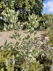Cistus atriplicifolius