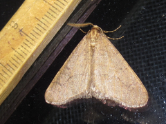 Erannis tiliaria
