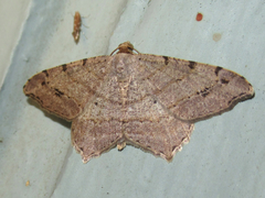 Macaria aequiferaria