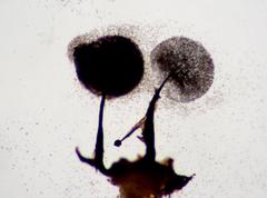 Collaria arcyrionema