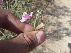 Taverniera cuneifolia