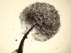 Collaria arcyrionema