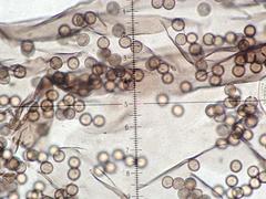 Collaria arcyrionema