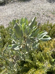 Cistus atriplicifolius