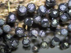 Collaria arcyrionema