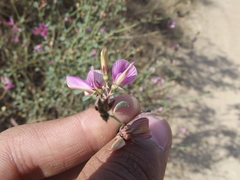 Taverniera cuneifolia