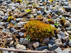 Tortella inclinata