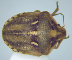 Derula flavoguttata