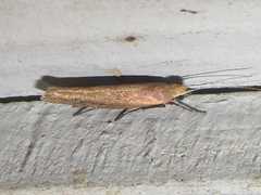 Ypsolopha ochrella