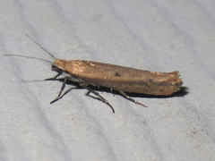 Ypsolopha ochrella