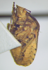 Derula flavoguttata