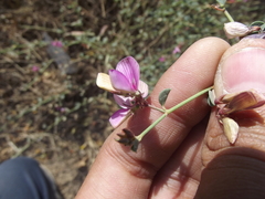 Taverniera cuneifolia