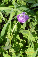 Anemone coronaria