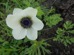 Anemone coronaria
