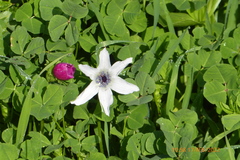 Anemone coronaria