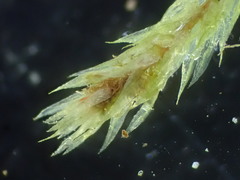 Pohlia proligera