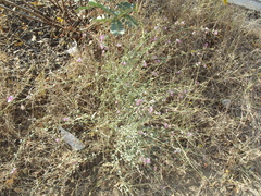 Taverniera cuneifolia