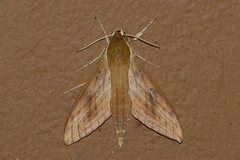 Theretra sumatrensis