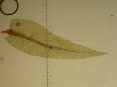 Pohlia proligera
