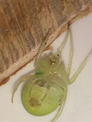 Araneus uniformis