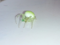 Araneus uniformis