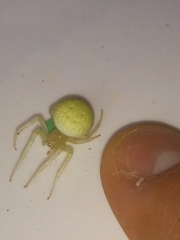 Araneus uniformis