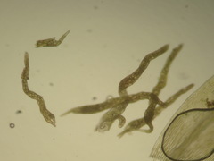 Pohlia proligera