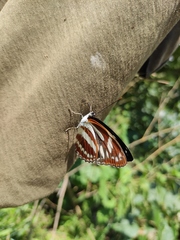 Limenitis sulpitia