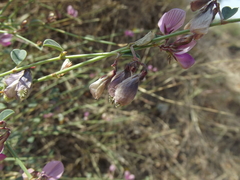Taverniera cuneifolia
