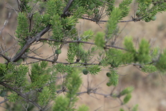 Asparagus mucronatus